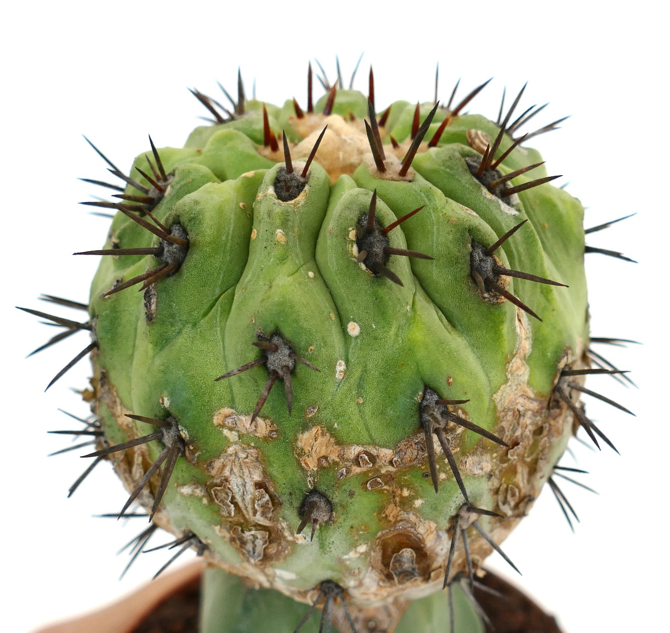 Copiapoa cinerea GREEN X Copiapoa serpentisulcata