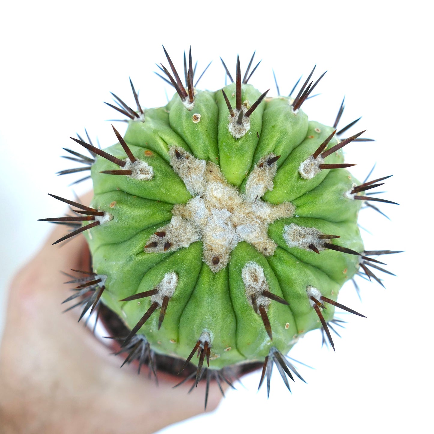 Copiapoa cinerea GREEN X Copiapoa serpentisulcata