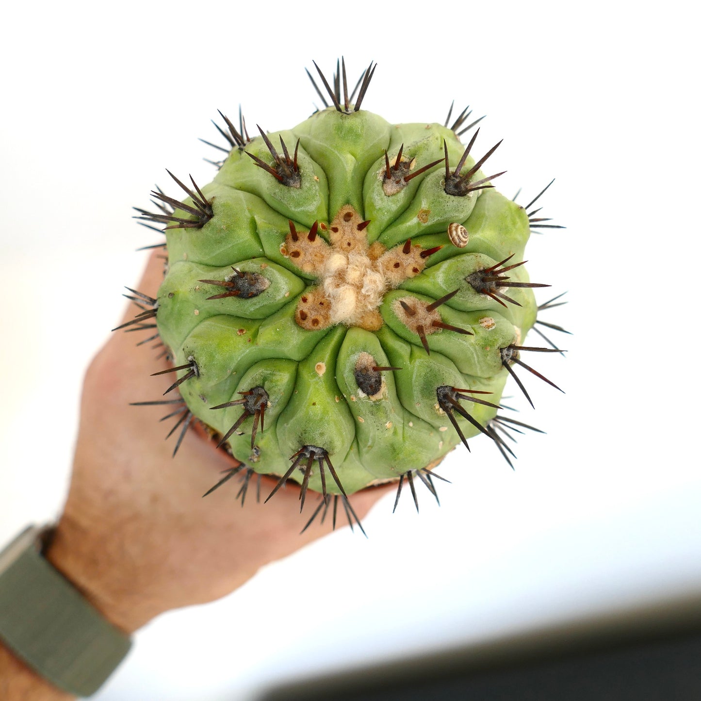 Copiapoa cinerea GREEN X Copiapoa serpentisulcata