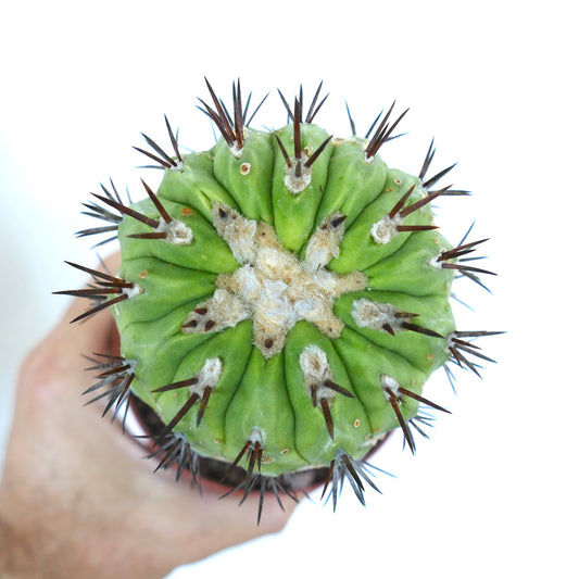 Copiapoa cinerea GREEN X Copiapoa serpentisulcata