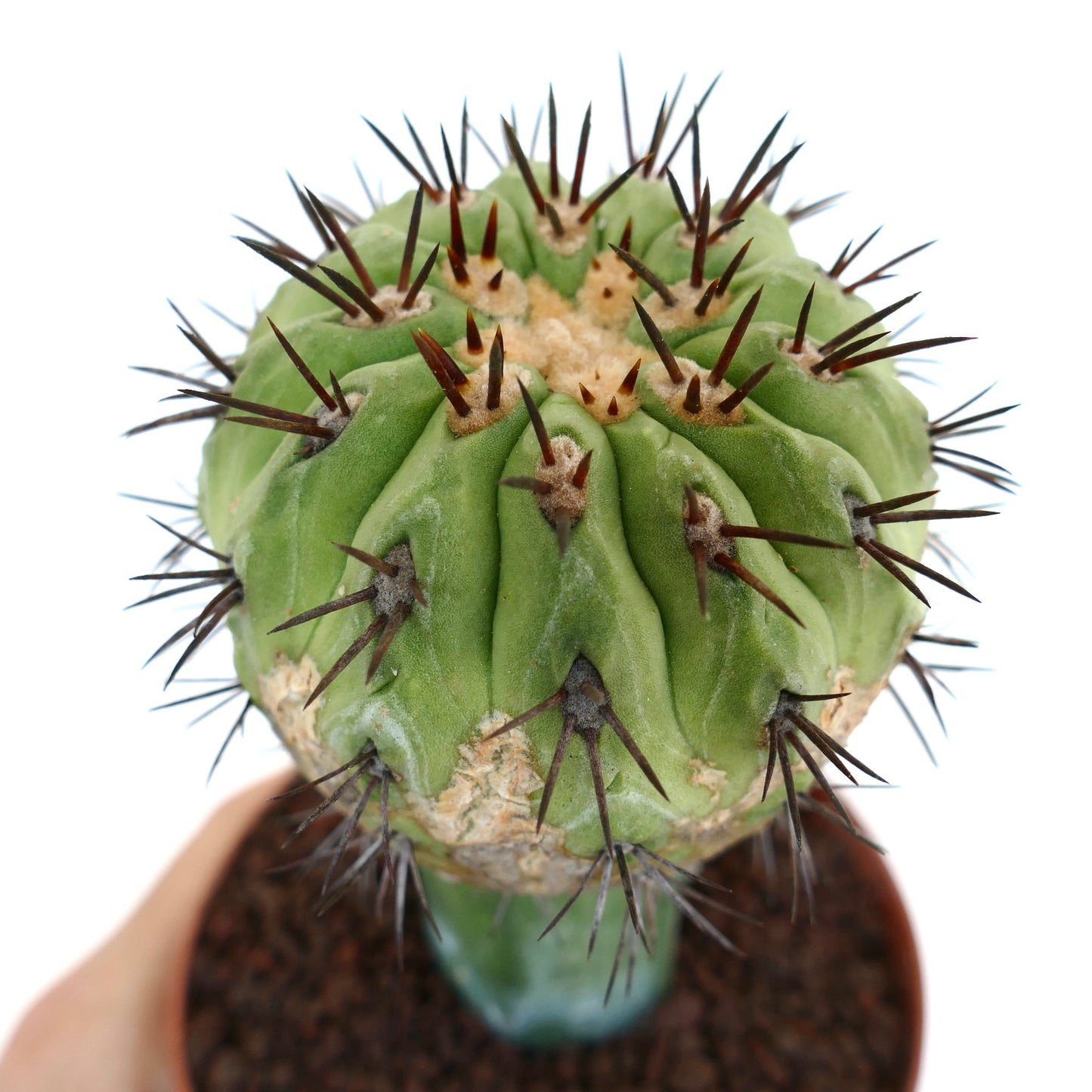 Copiapoa cinerea GREEN X Copiapoa serpentisulcata