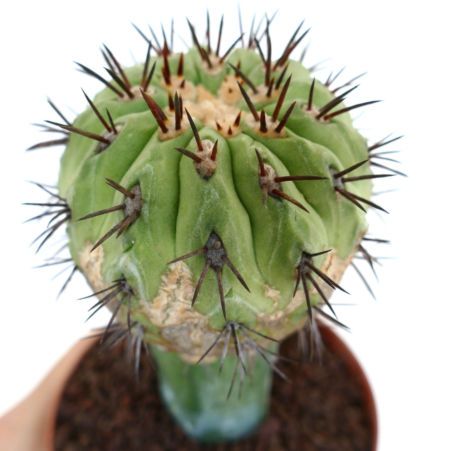 Copiapoa cinerea GREEN X Copiapoa serpentisulcata