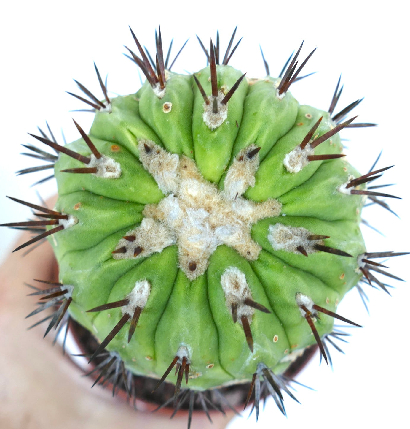 Copiapoa cinerea GREEN X Copiapoa serpentisulcata