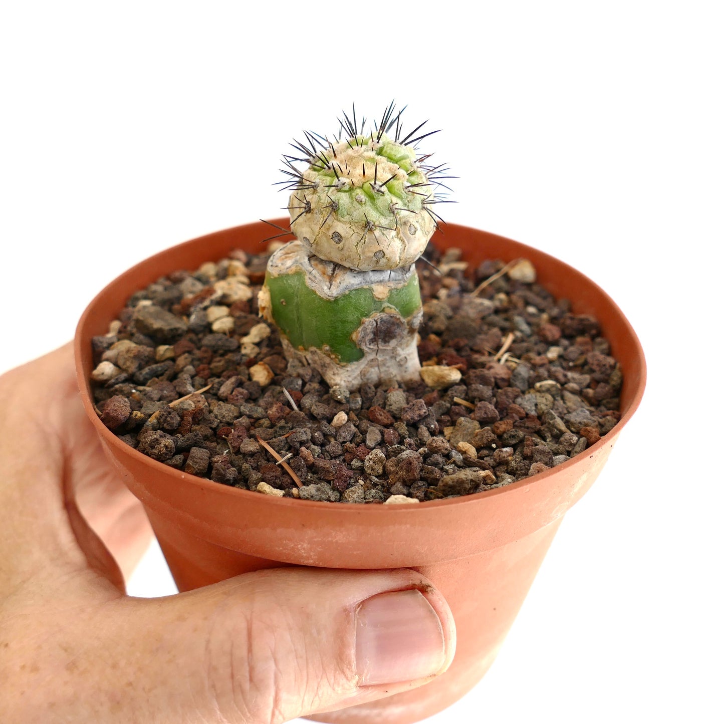 โคปิอาโพอา ซิเนเรอา x โคปิอาโพอา เซอร์เพนติซัลคาตา แคคตัสประดับหายากแบบต่อยอดที่มีหนามสีเข้มหนาแน่น