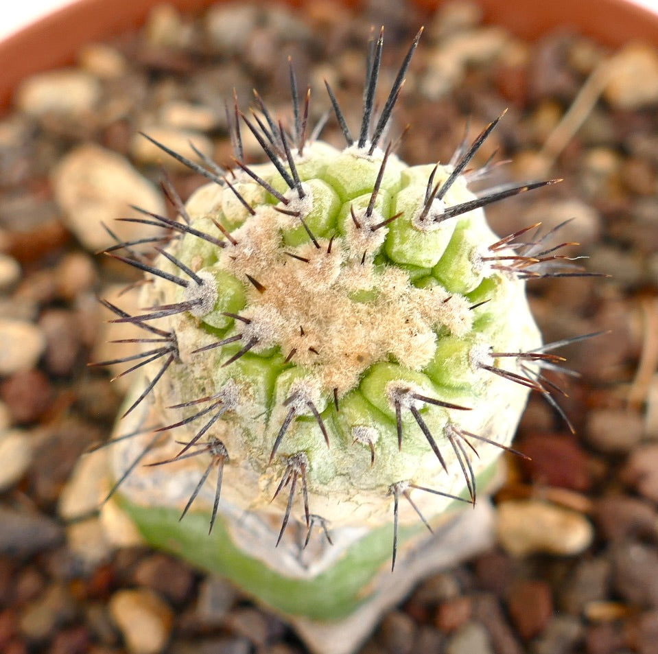 新品　COPIAPOA CINEREA  FlowerSeason Copiapoa Cinerea | Botanical Archive | Wordwide Shipping