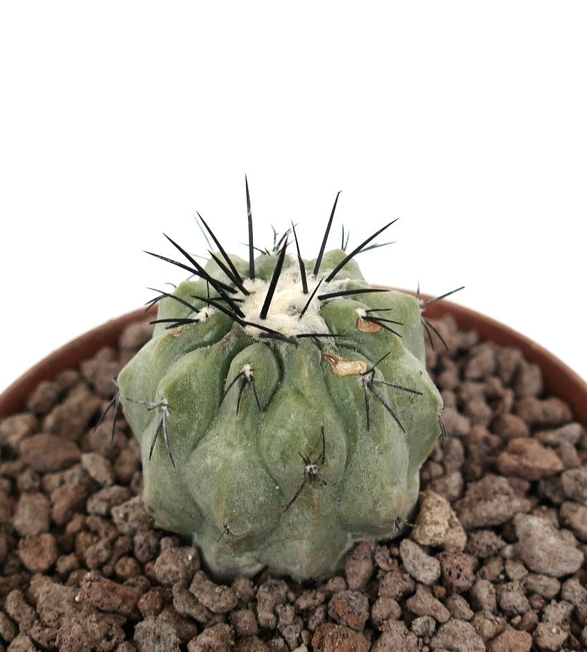 Copiapoa cinerea succulent cactus with thick green body and prominent black spines in pot