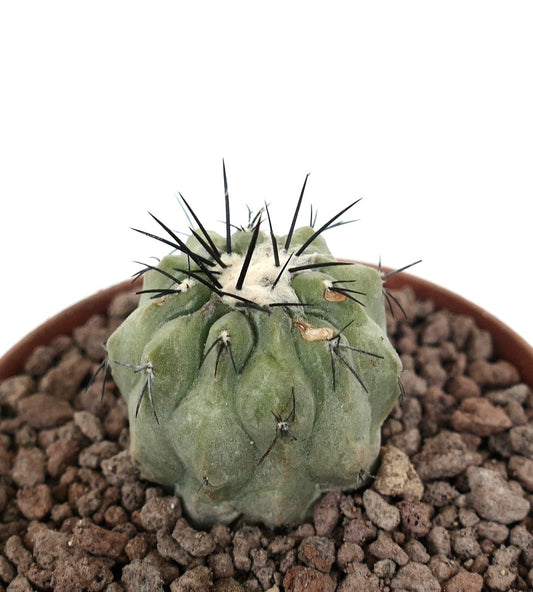 Copiapoa cinerea succulent cactus with thick green body and prominent black spines in pot