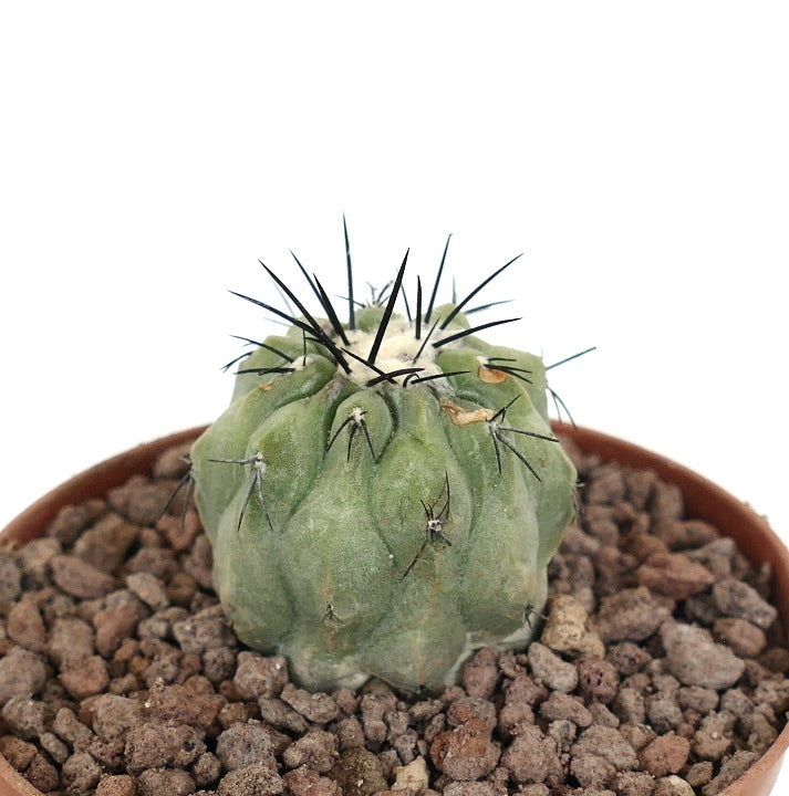 Copiapoa cinerea small succulent cactus with thick ribs and prominent black spines in pot