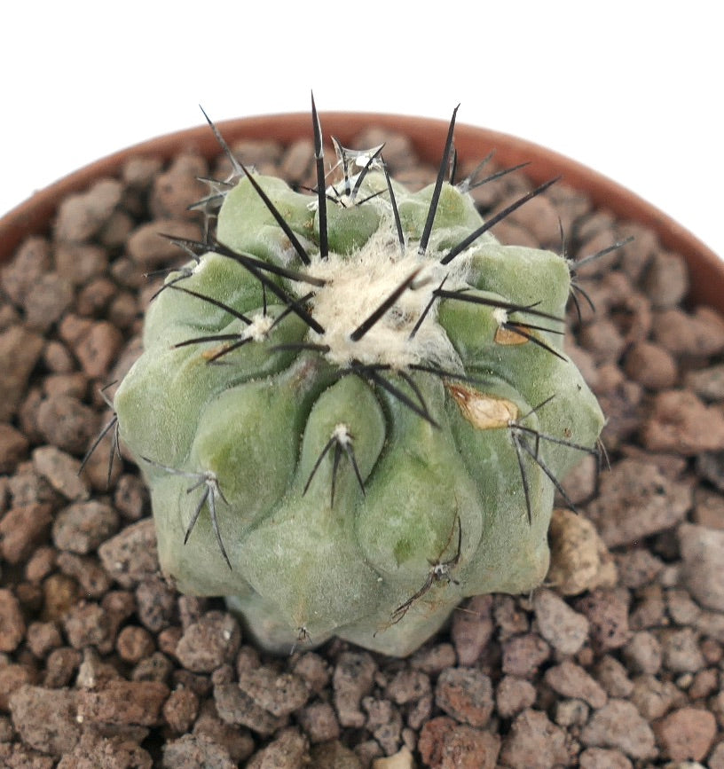 Copiapoa cinerea succulent cactus with thick green body and long black spines in pot
