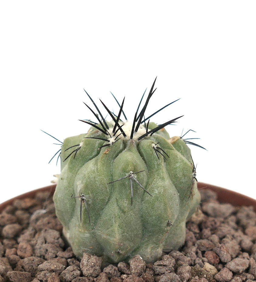 Copiapoa cinerea succulent cactus with thick green body and long black spines in pot