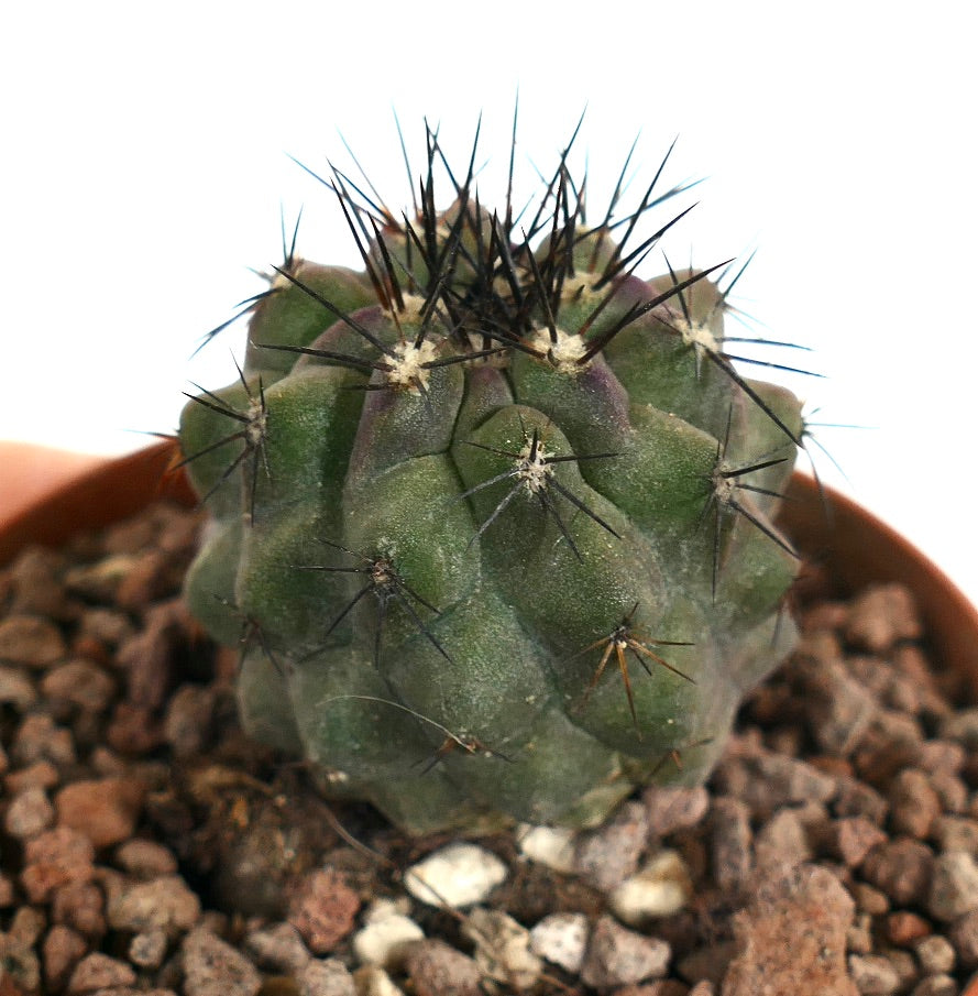 Copiapoa cinerea rare succulent cactus with dark sharp spines and rounded ribs in pot