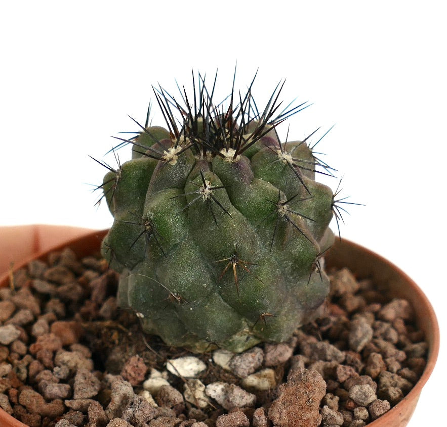 Copiapoa cinerea small succulent cactus with dark sharp spines in pot