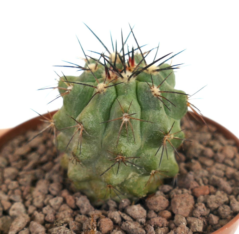 Copiapoa cinerea succulent cactus with thick ribs and long dark spines in pot