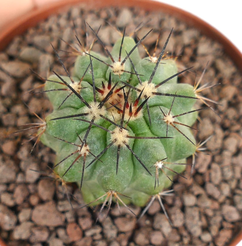 Copiapoa cinerea succulent cactus with thick green ribs and long dark spines