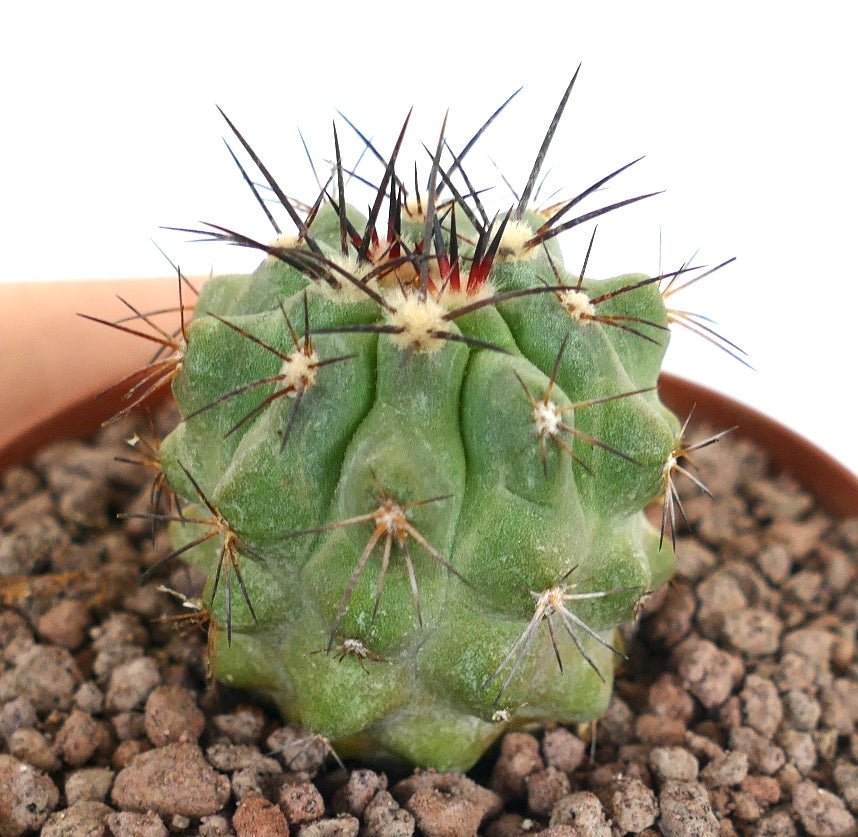 Copiapoa cinerea x Copiapoa decorticans small green cactus with sharp dark spines and ribbed texture