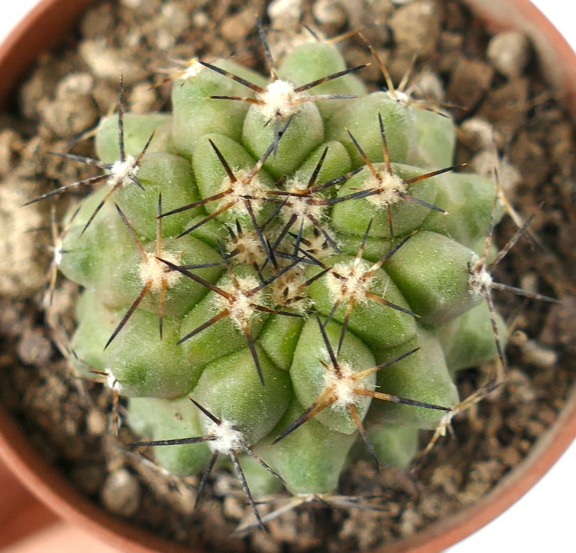 Copiapoa cinerea succulent cactus with thick green ribs and long dark spines