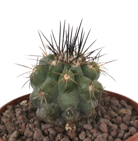 Copiapoa cinerea x copiapoa atacamensis small cactus with dark sharp spines and rounded green body