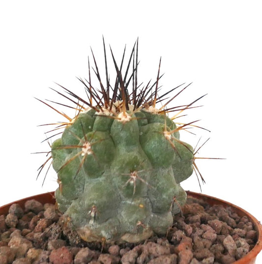 Copiapoa cinerea x copiapoa atacamensis rare succulent cactus with thick spines and textured green body