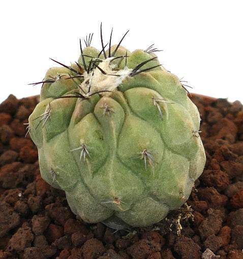 コピアポア・シネレア × コピアポア・フミリス 小型の丸い多肉サボテン、短い棘付き