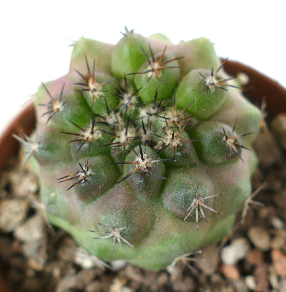Copiapoa cinerea x humilis small green cactus with sharp black spines and rounded tubercles