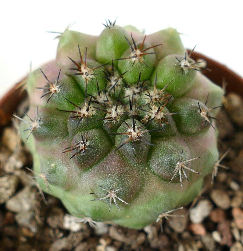 Copiapoa cinerea small succulent cactus with dense dark spines and rounded tubercles
