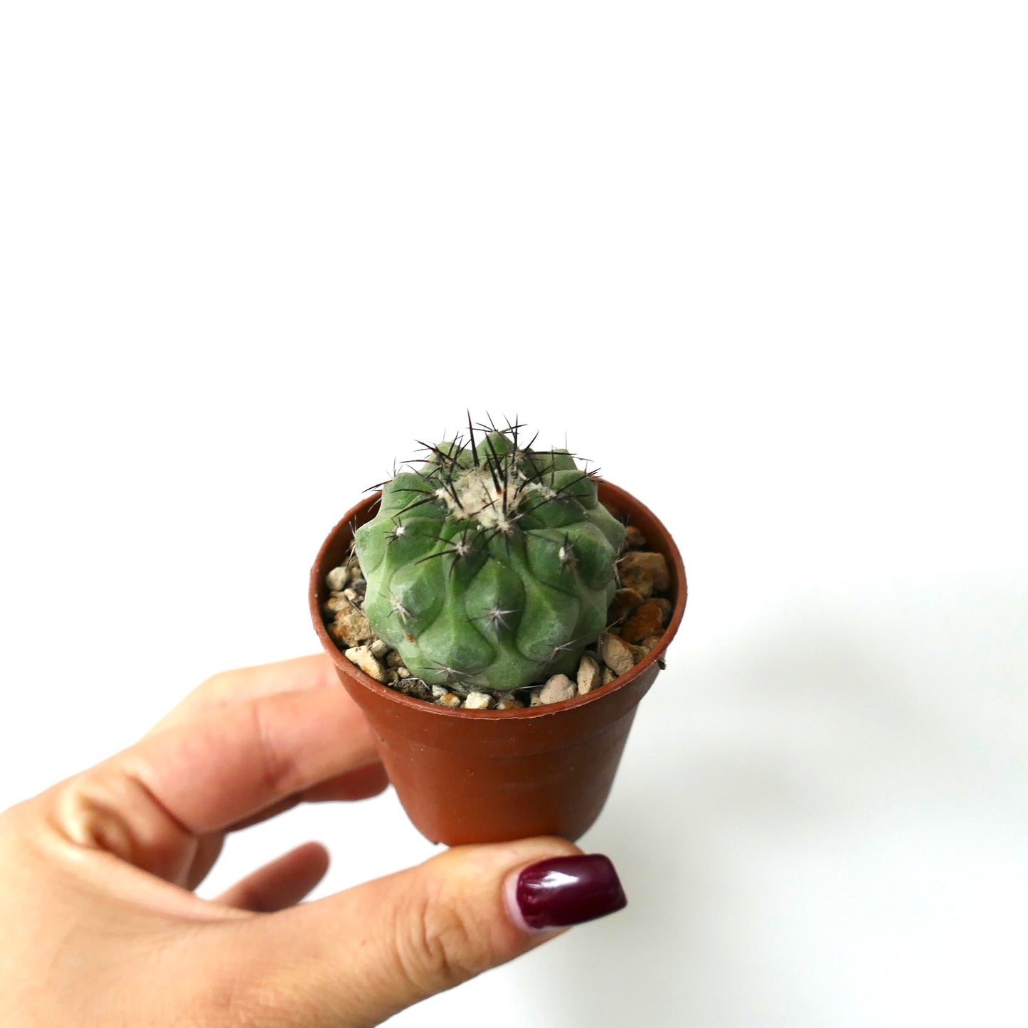 Kleine sukkulente Copiapoa cinerea Kaktee mit dunklen Stacheln in einem Terrakottatopf