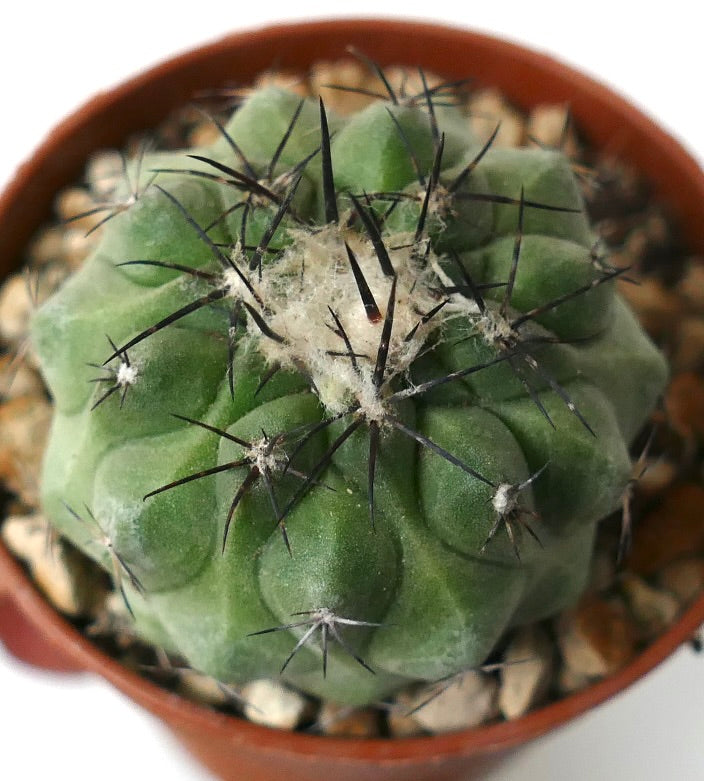 Copiapoa cinerea Sukkulente Kaktee mit dickem grünem Körper und langen schwarzen Stacheln im Topf