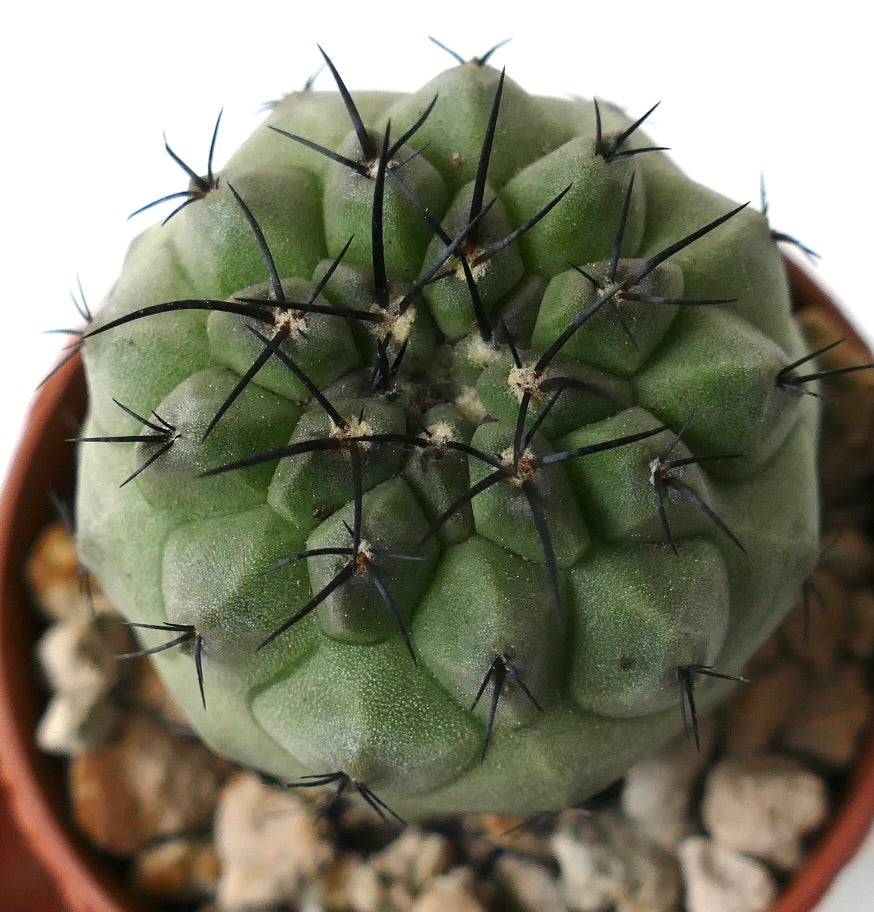 Copiapoa cinerea succulent cactus with thick green body and long black spines in pot