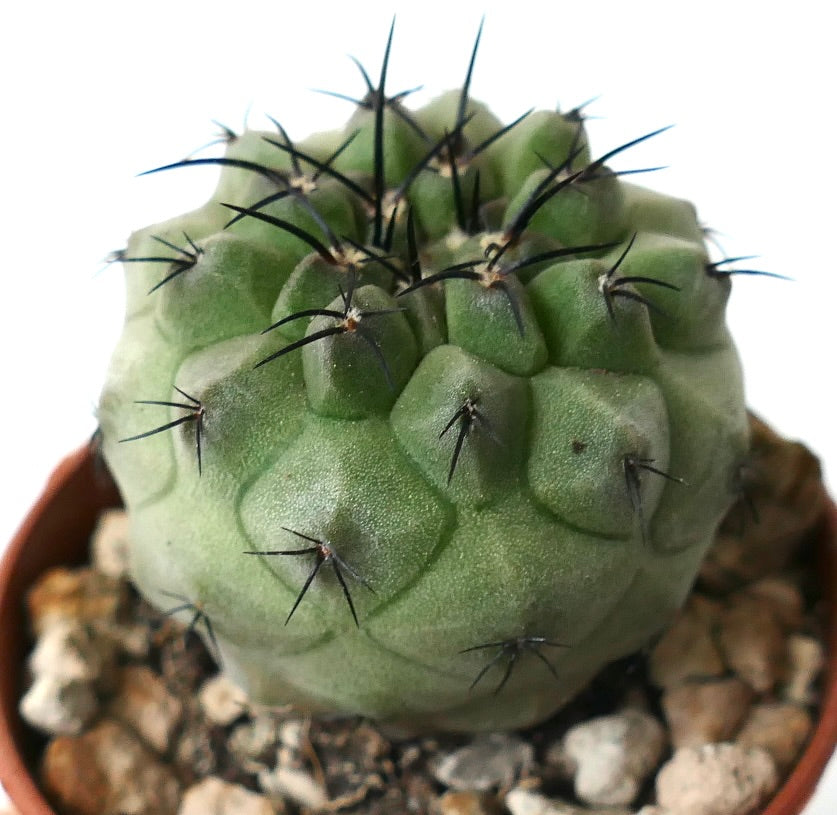 Copiapoa cinerea rare succulent cactus with thick green ribs and prominent black spines
