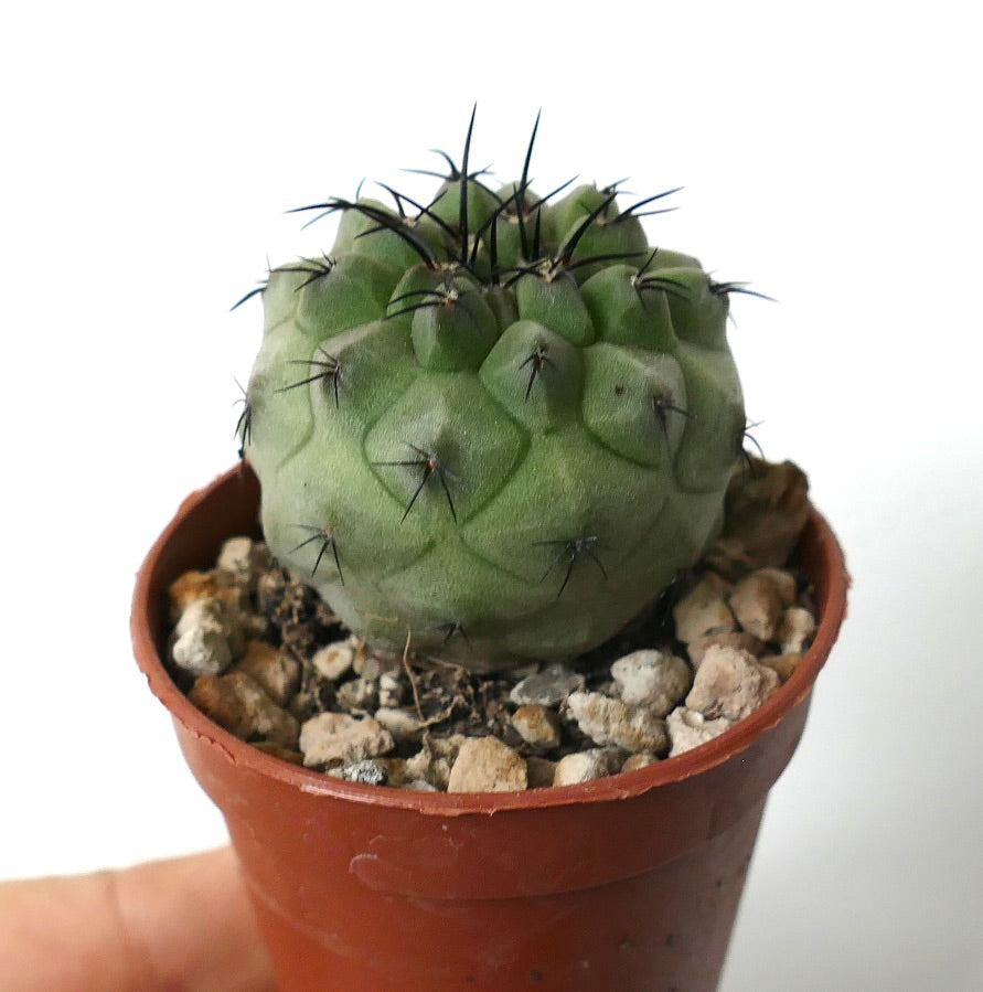 Copiapoa cinerea small green cactus with black spines in terracotta pot succulent specimen