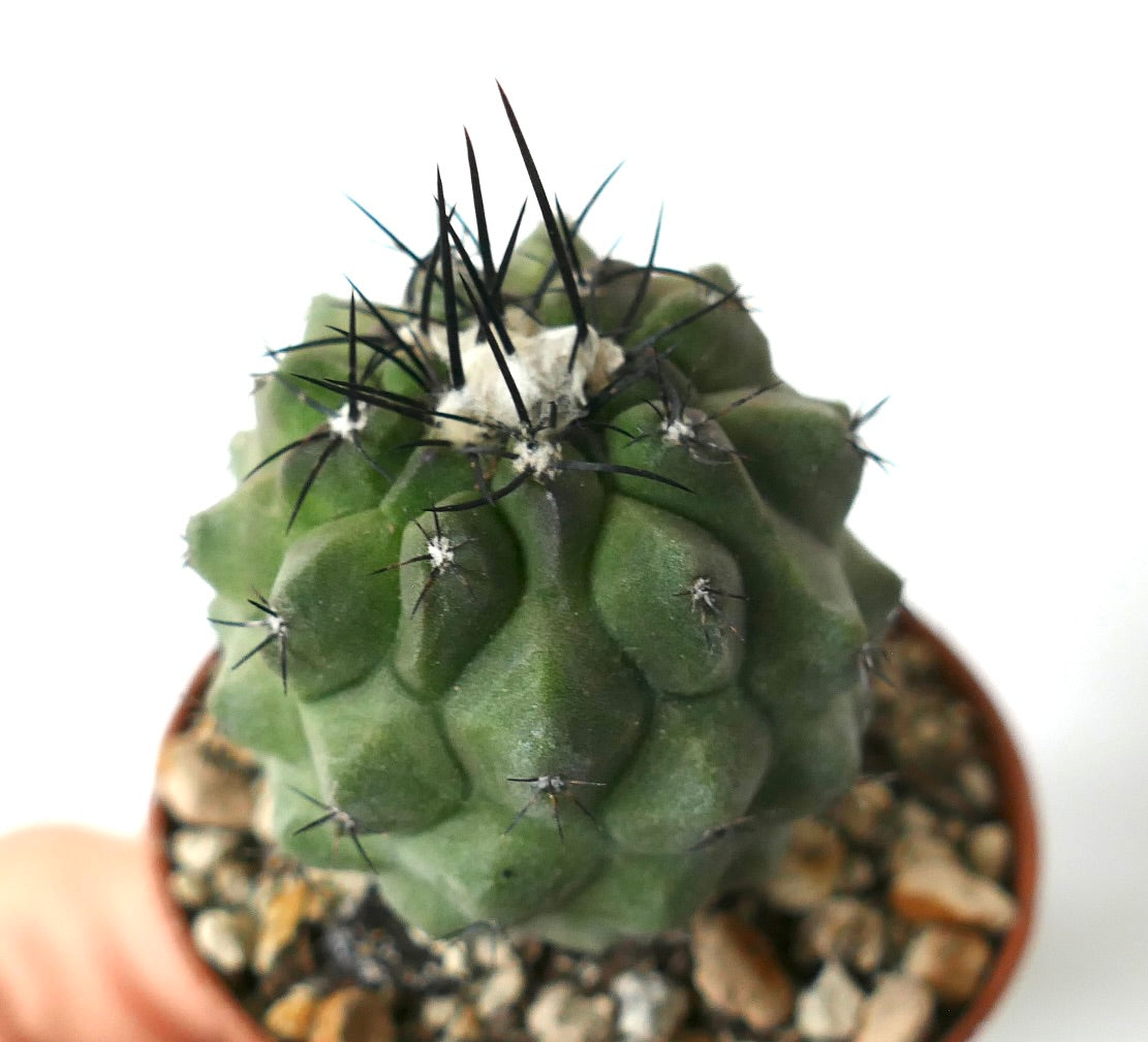 Copiapoa cinerea rare succulent cactus with thick green ribs and long black spines in pot