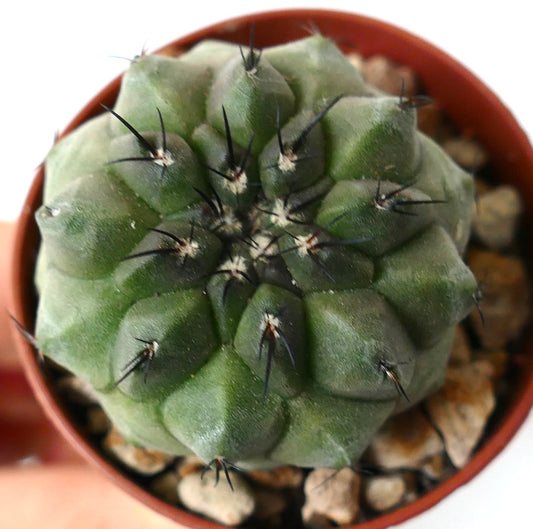 Copiapoa cinerea succulent cactus with dark spines and rounded green tubercles in pot