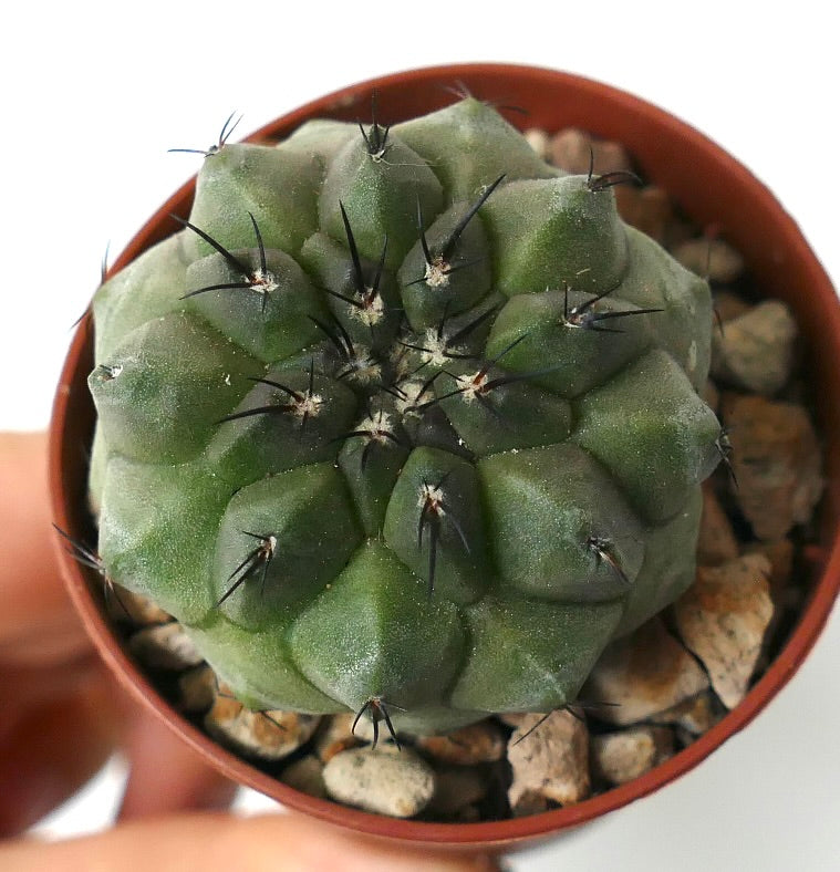 Copiapoa cinerea succulent cactus with thick green ribs and prominent black spines in pot