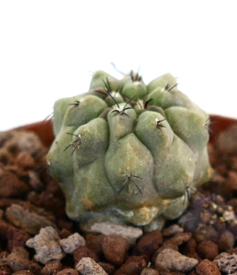 Copiapoa cinerea x hypogaea small rare succulent cactus with thick tubercles and short spines
