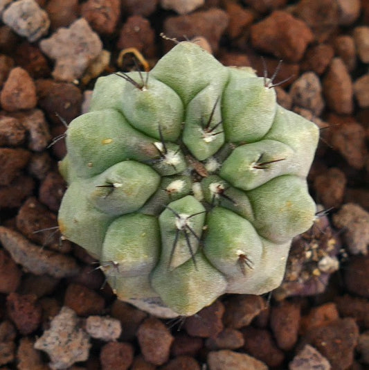 Copiapoa cinerea x hypogaea small succulent cactus with thick green tubercles and sparse dark spines