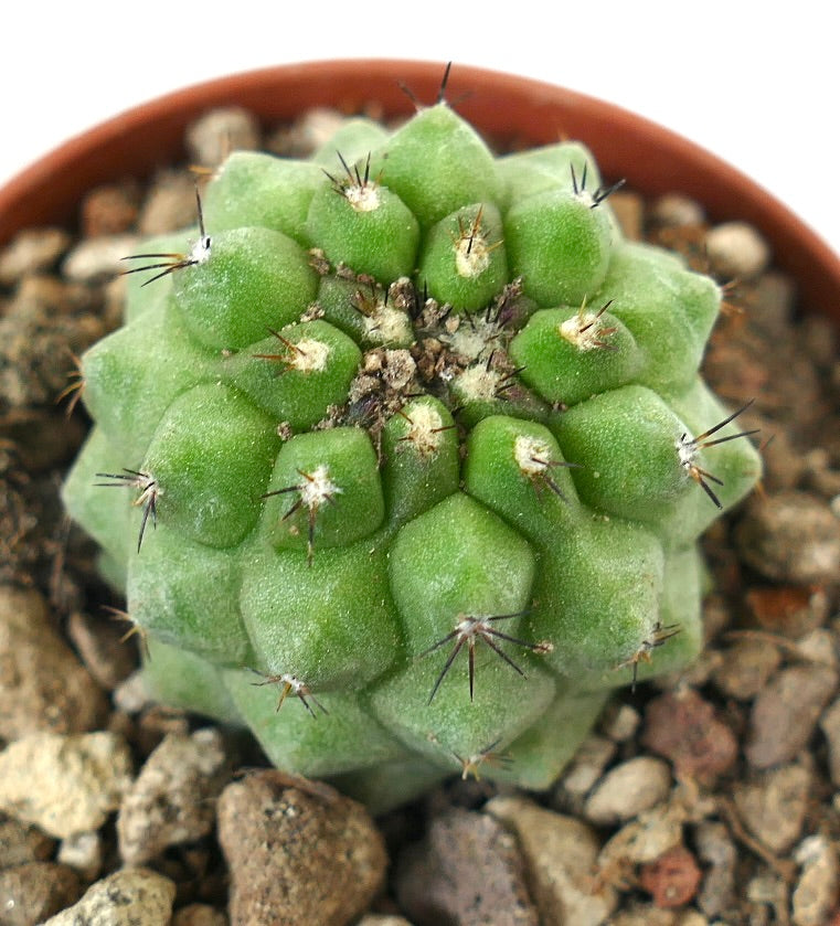 Copiapoa cinerea, cactus succulento con tubercoli verdi e spine scure rade su terreno roccioso