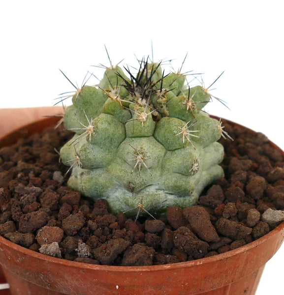 菊水　サボテン　渋谷英一　アガベ　コピアポア　グラキリス 菊水 サボテン 渋谷英一 アガベ コピアポア グラキリス