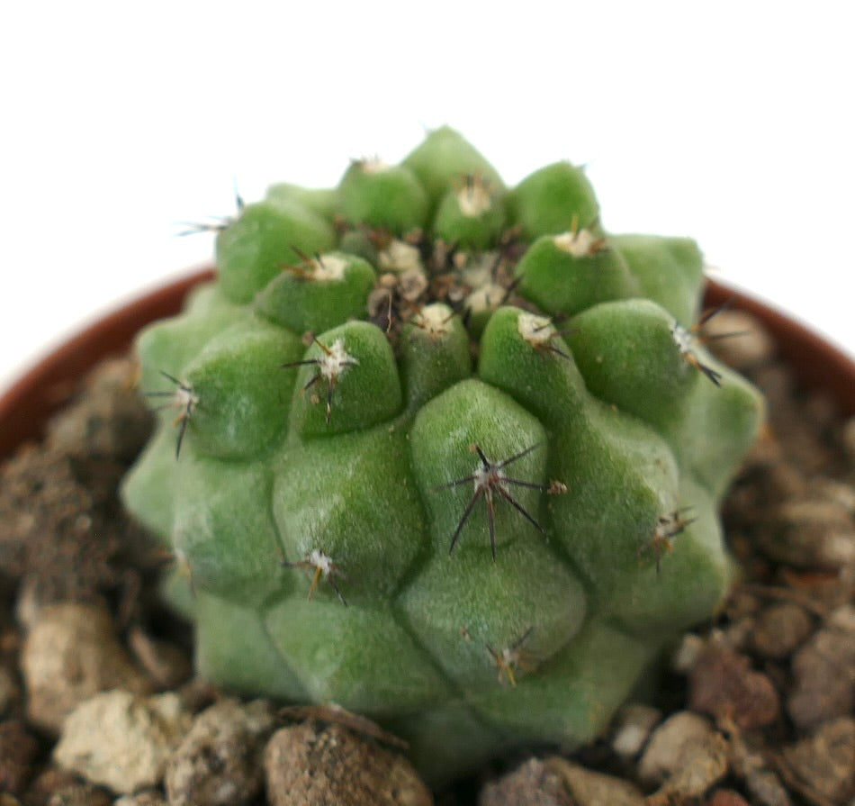 Succulenta Copiapoa cinerea con tubercoli arrotondati e spine corte scure in vaso