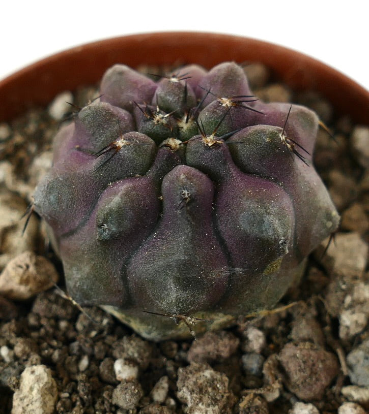 Copiapoa griseoviolacea x cinerea raro cacto suculento roxo com espinhos pretos proeminentes e nervuras texturaizadas