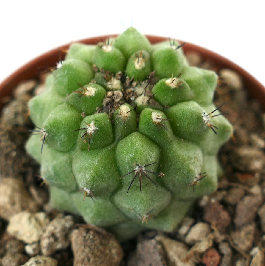 Copiapoa cinerea, cactus succulento con tubercoli arrotondati e spine corte scure in vaso