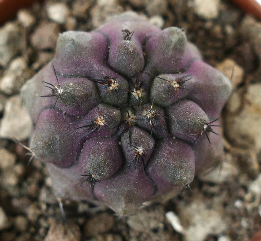 Copiapoa griseoviolacea x cinerea rara suculenta roxa com espinhos pretos curtos e tubérculos arredondados
