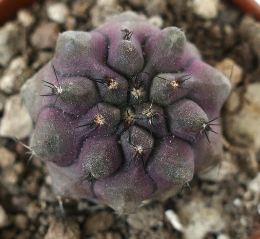 Copiapoa griseoviolacea x cinerea seltener lila Sukkulenten-Kaktus mit kurzen schwarzen Stacheln und rundlichen Warzen