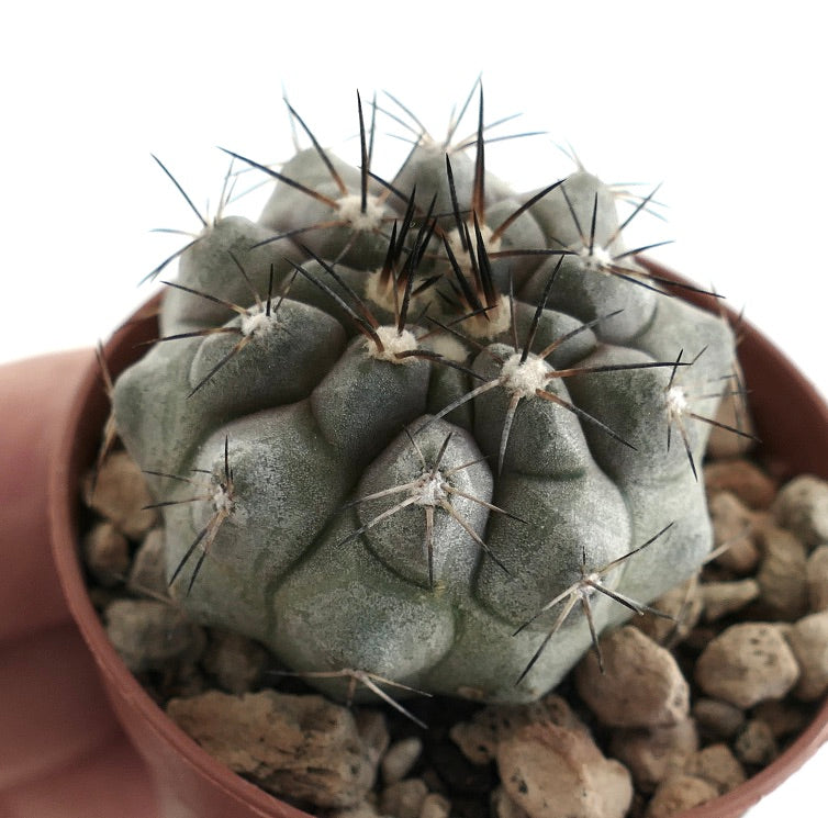 Copiapoa cinerea grey form – Globular cactus with silvery-grey epidermis and clusters of long black spines, grown in a terracotta pot with rocky substrate, ideal for rare cactus collectors.