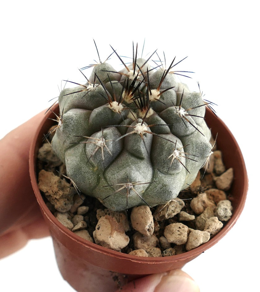 Copiapoa cinerea grey form – Compact cactus with sculpted tubercles and sharp radial spines, cultivated in a clay pot filled with mineral soil mix, perfect for succulent enthusiasts.