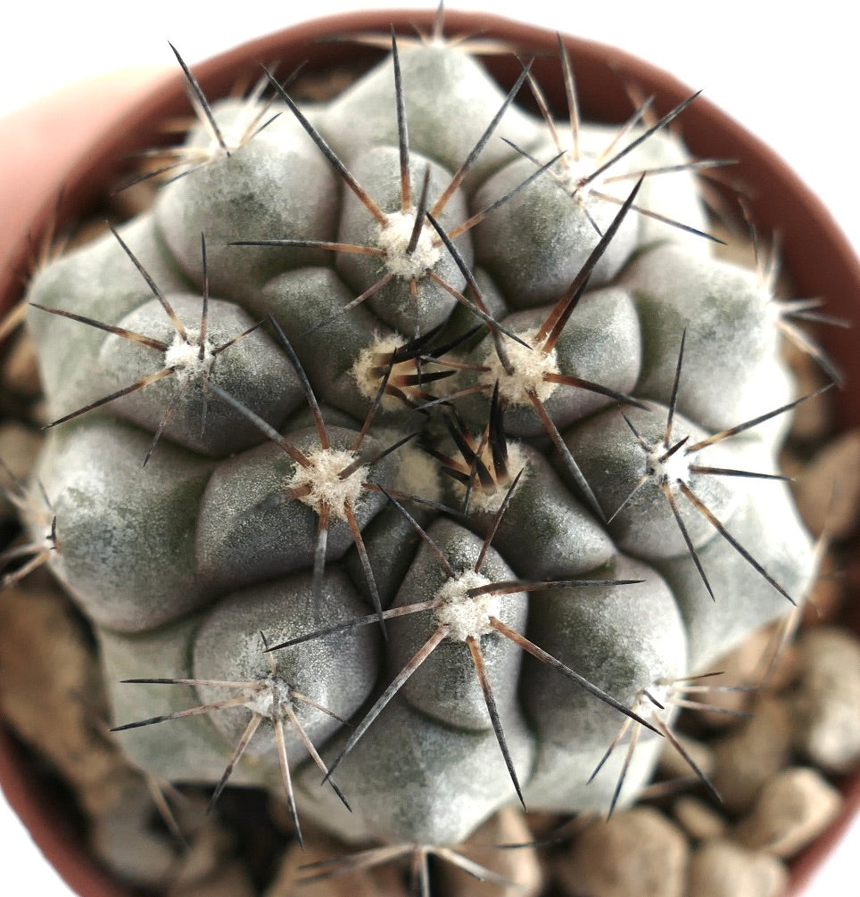 Copiapoa cinerea grey form – Top view of globular cactus showing grey epidermis and dense spine clusters from woolly areoles, planted in a terracotta pot with gravel, a prized species for collectors.