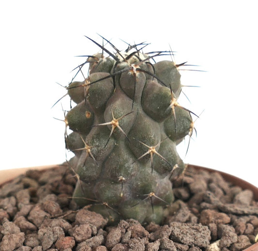 Copiapoa cinerea Kaktus mit dicken Rippen und langen dunklen Stacheln im felsigen Boden