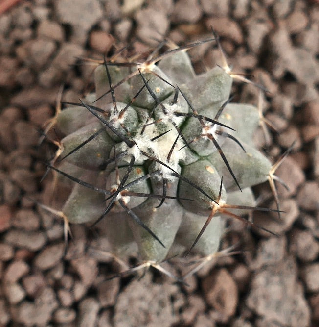 Copiapoa cinerea x Copiapoa cinerea var. dealbata cactus succulento con fitta lana bianca e lunghe spine nere