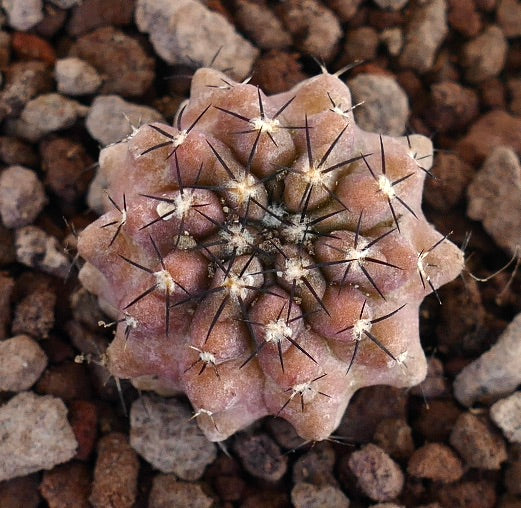 Copiapoa armata x griseoviolacea seltener Sukkulenten-Kaktus mit rötlichen Warzen und scharfen Stacheln