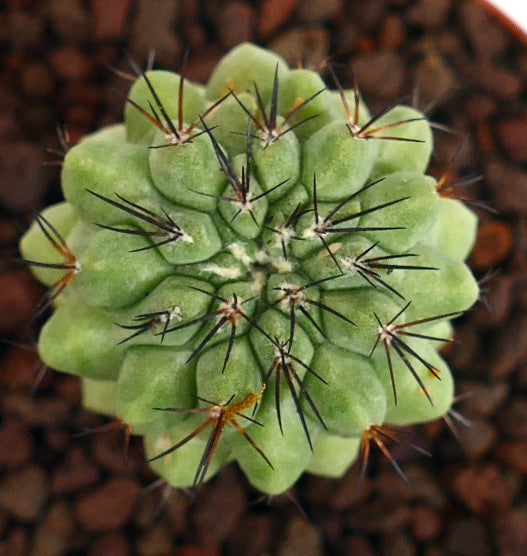 Copiapoa cinerea Sukkulente Kaktee mit dicken grünen Rippen und langen dunklen Dornen im Topf