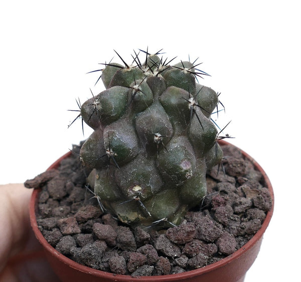 CopiapoacinereaKIKKOGREY_grand